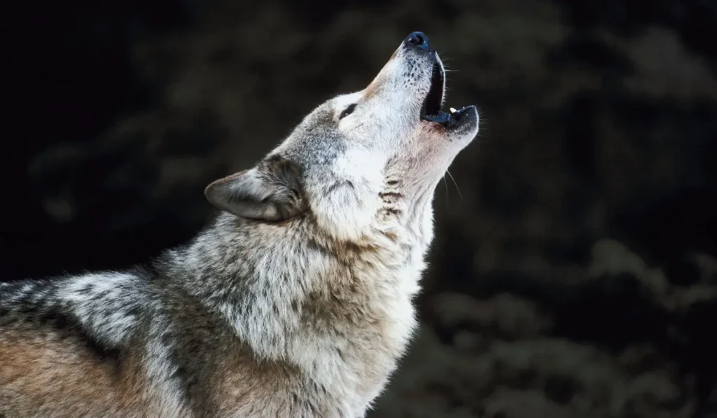 Wilk będą cy zwierzęciem mocy, które symbolizuje intuicję, lojalność oraz instynkt